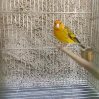 سهره قناری دهن سهره|پرنده|ری, علایین|دیوار