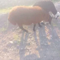 قوچ همو