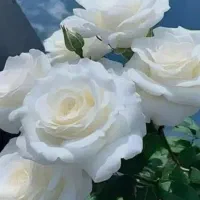 خوشا آنان که الله یارشان بی .راهنمایی