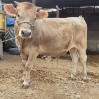 گوساله نر گوشتی