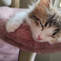 گربه DLH|گربه|اردبیل, |دیوار