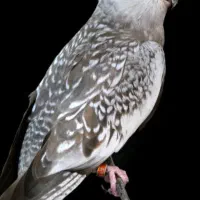 طوطی عروس ایزابلا|پرنده|لنگرود, |دیوار