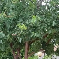باغچه  شهری معروف به باغچه حاج چراغ