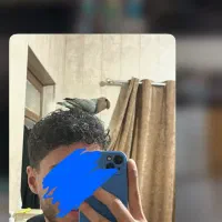 طوطی کوتوله برزیلی رام و دستی|پرنده|قائم‌شهر, |دیوار