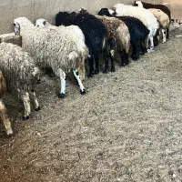 گوسفند بره نر ، دام زنده برای عید قربان