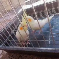 عروس هلندی مولد|پرنده|شیراز, قلعه نو|دیوار