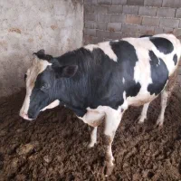 گوساله نر|حیوانات مزرعه|اسفراین, |دیوار