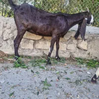 بزافغانی اصل دماغ طوطی زیرگلودارآبستن|حیوانات مزرعه|شوشتر, |دیوار