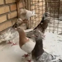ابگول زرد ماده زده بیرون
