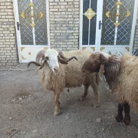 شوش دانیال