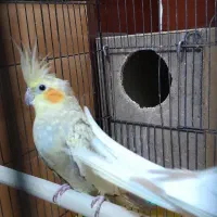 عروس هلندی معاوضه با آکواریوم