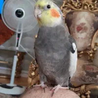 عروس هلندی رام