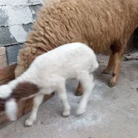 گوسفند مطفل شکم اول زیرش بره نر|حیوانات مزرعه|کارون, |دیوار