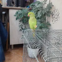طوطی ملنگو