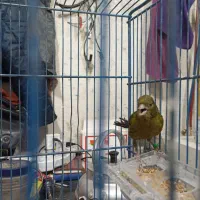 قناری سبز|پرنده|تهران, کیانشهر|دیوار