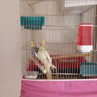 عروس هلندی مولدباجوجه