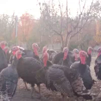 بوقلمون نر وماده تا فردا شب دانه یک ملیون|حیوانات مزرعه|گلمکان, |دیوار