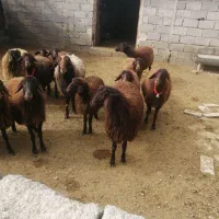 با سلام گوسفند فروشی  ارسنجان