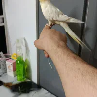 عروس هلندی ماده