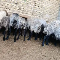 دام کوهستانی|حیوانات مزرعه|کوهسار (البرز), |دیوار
