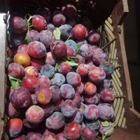 فروش نقدی یا معاوضه، باغ۹۵۰ متری در دالین|فروش زمین و ملک کلنگی|شیراز, فرهنگ شهر|دیوار
