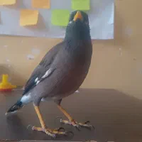 جوجه میناچهارماهه باهوش|پرنده|یزد, |دیوار