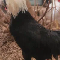 خروس جوان  سلطان. لهستانی|حیوانات مزرعه|اهواز, گلستان|دیوار