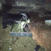 بره ،بزغاله|حیوانات مزرعه|مبارکه, |دیوار