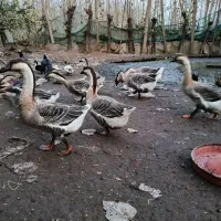 فروش غاز بوقلمون محلی|حیوانات مزرعه|آستانه اشرفیه, |دیوار