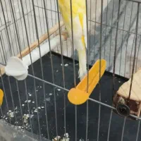 جفت قناری.لیمویی کلایی