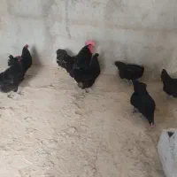 مرغ گلین لری استرالوپ استرالیا 7ماهه