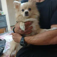 این توله پامرعروسکی واگذار میشود