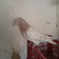 کله|پرنده|شیروان (خراسان), |دیوار