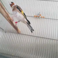 سهره نر جوجه قفس ،قناری