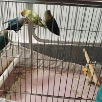 جفت مولد با جوجه|پرنده|قم, تولید دارو و یخچال|دیوار