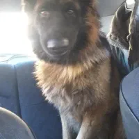 پیدا شده چالوس