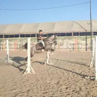 اسب سرودم گیر|اسب و تجهیزات اسب‌سواری|رباط‌کریم, انجم آباد|دیوار