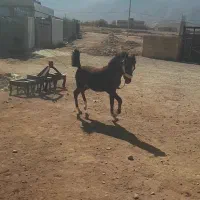 مادیون|اسب و تجهیزات اسب‌سواری|لردگان, |دیوار