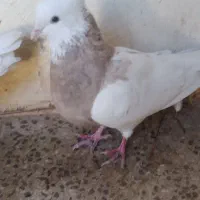 کبوتر|پرنده|بیستون, |دیوار