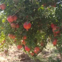 اجاره خانه باغ۱۰۰۰متر با اتاق مبله،میوه،بخانواده|اجارهٔ خانه و ویلا|قم, بوستان جوان|دیوار