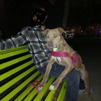 یجفت پیت بول بی‌نظیر|سگ|همدان, |دیوار