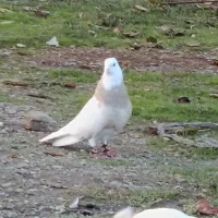 سه عدد طوقی|پرنده|بیلوار, |دیوار