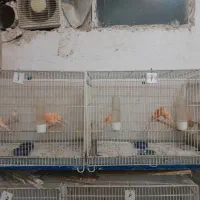 یافت آماده تخم موازیکی