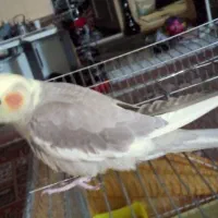 جوجه عروس هلندی نر 2ماهه دستی ودونخور