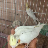 جوجه لوتینو