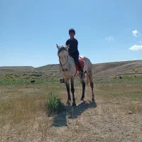 اسب کرد بسیار آرومو سواری دار|اسب و تجهیزات اسب‌سواری|ورزقان, |دیوار