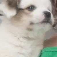 سگ