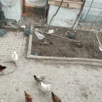 مرغ شاخدار|حیوانات مزرعه|پاکدشت, حصار امیر|دیوار