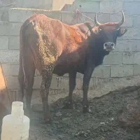 گاو ماده گم شده