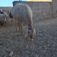 کابر چینی  قندوزی